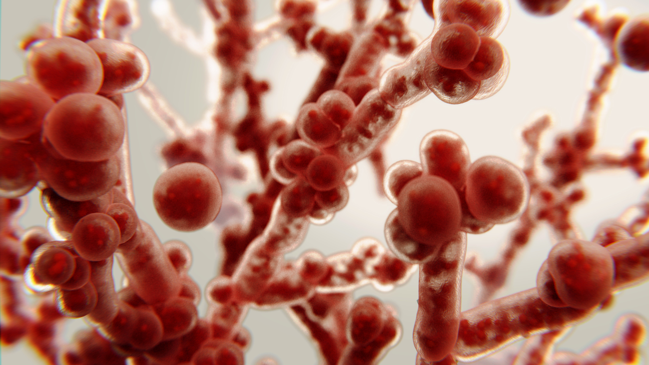 Understanding Candida and Mycotoxins: Causes, Symptoms, and Treatment Options