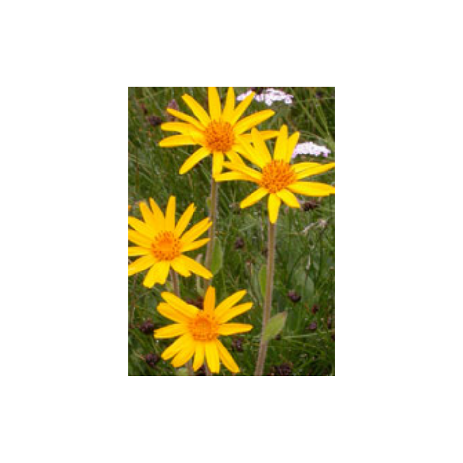 Arnica 30 (Simillium)